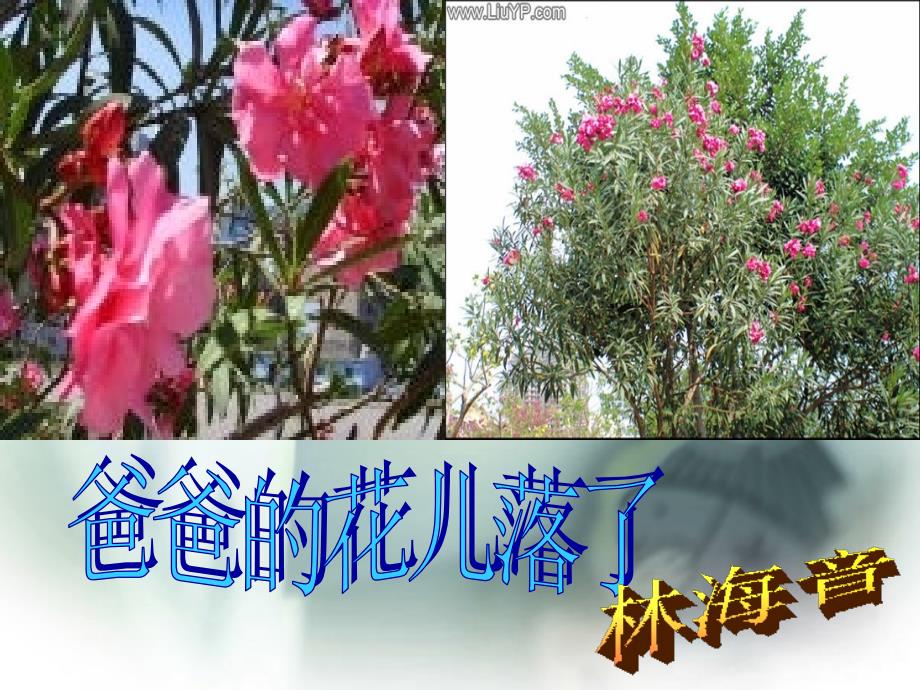 《爸爸的花儿落了》3_第2页