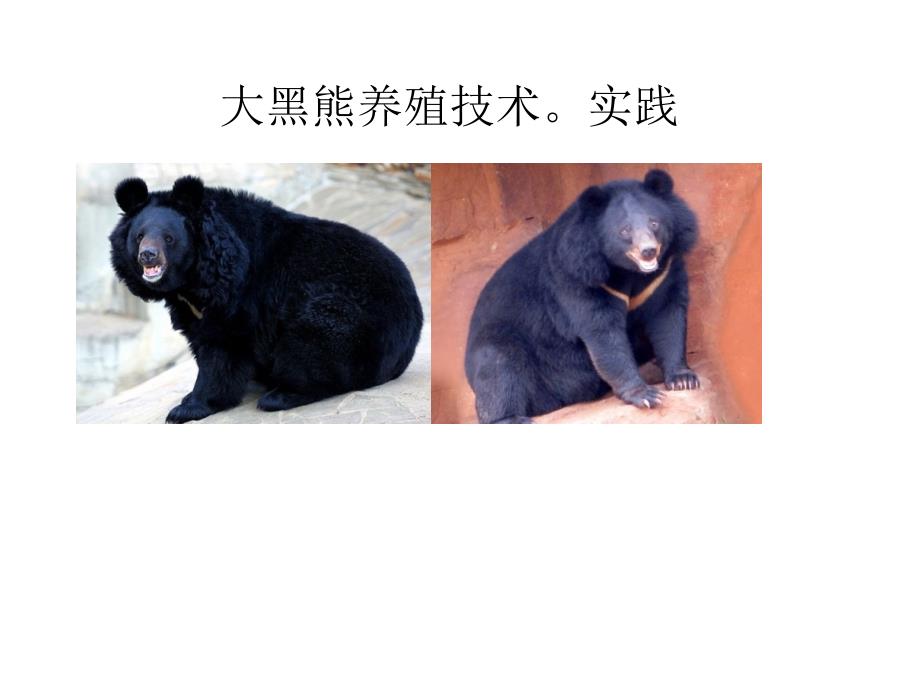 黑熊的人工养殖技术。只能帮你到这了_第1页