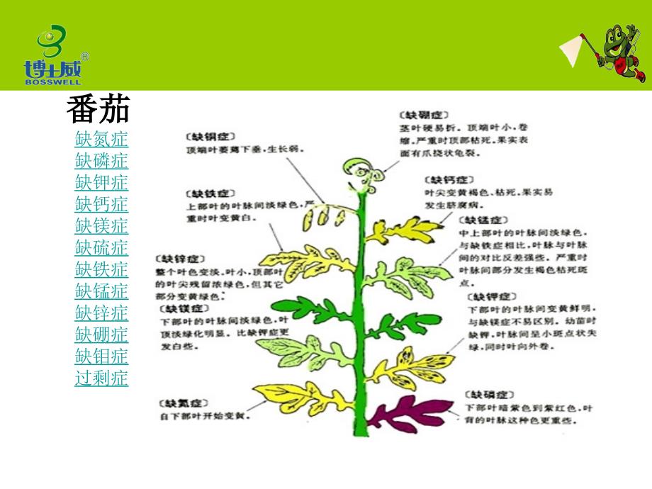 番茄缺素症状解析_第2页