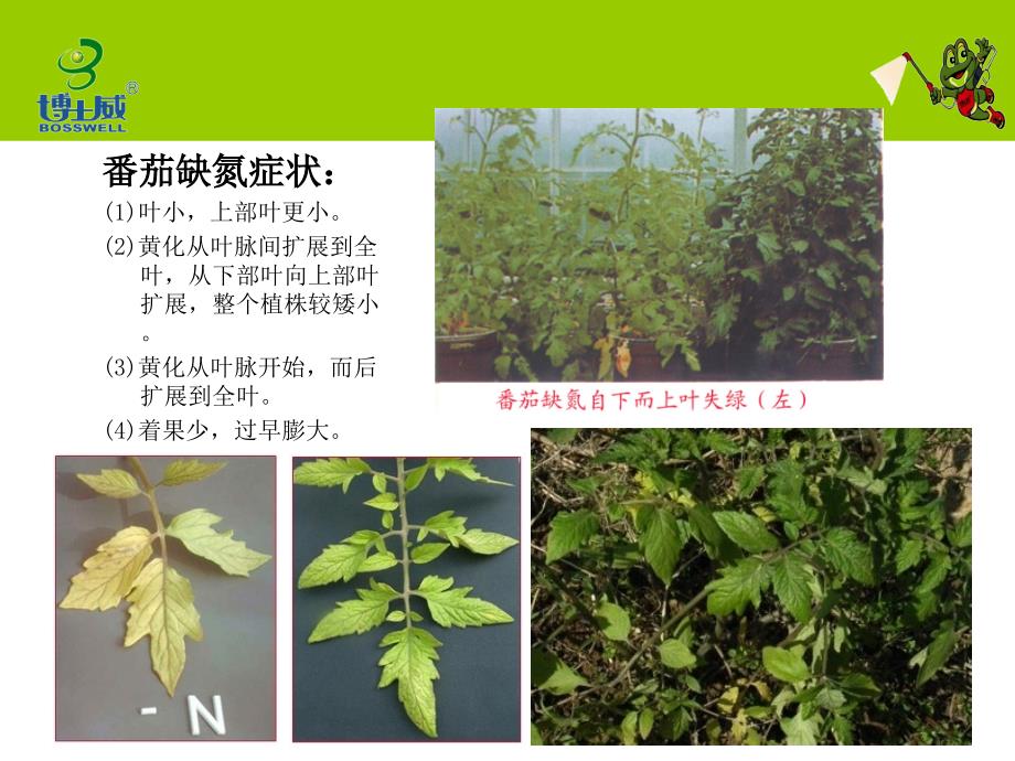 番茄缺素症状解析_第3页