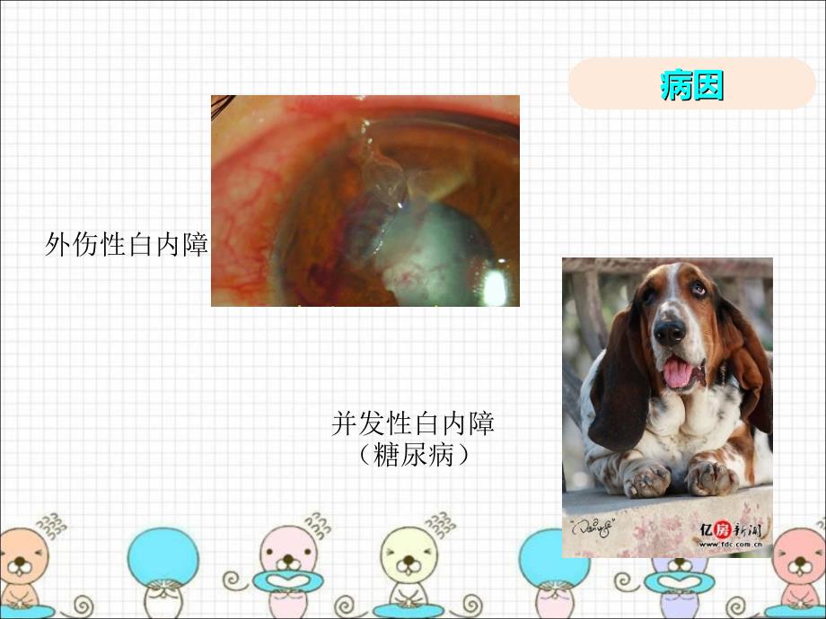 犬白内障诊治综述_第4页