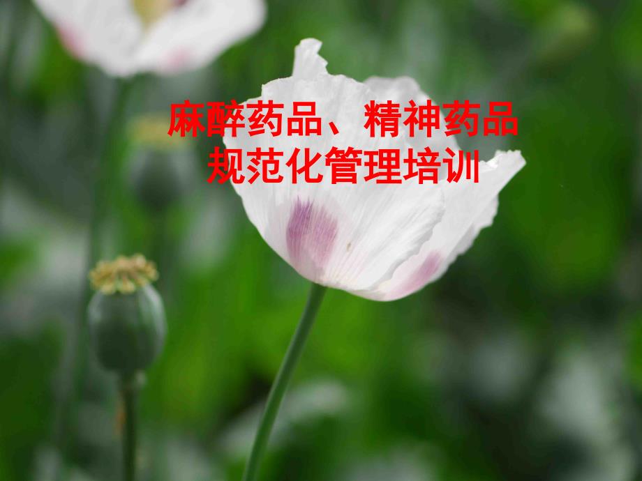 麻醉药品、精神药品_第1页