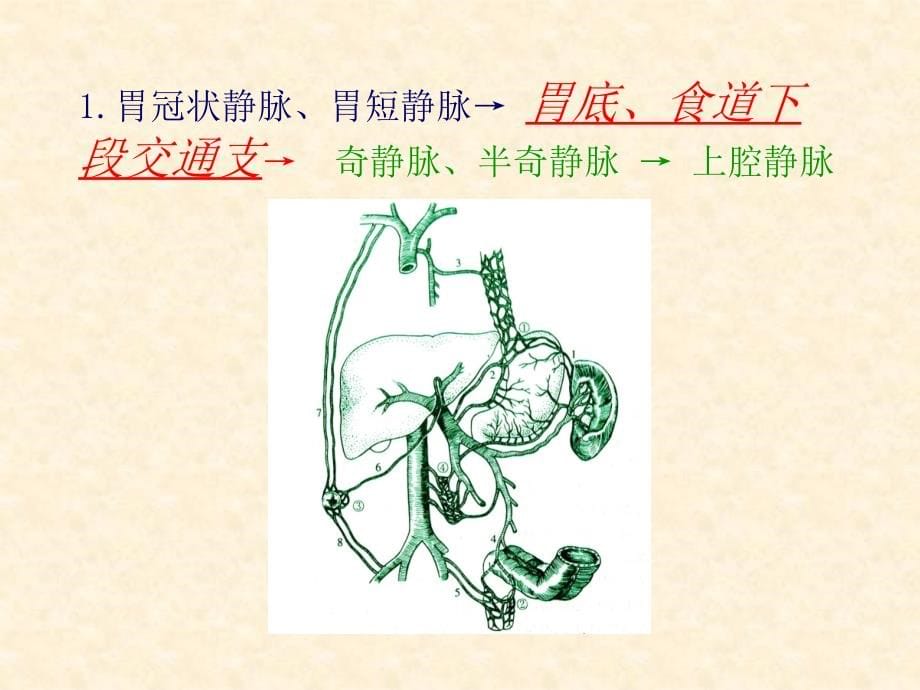 门静脉高压症 Portal hypertension_第5页