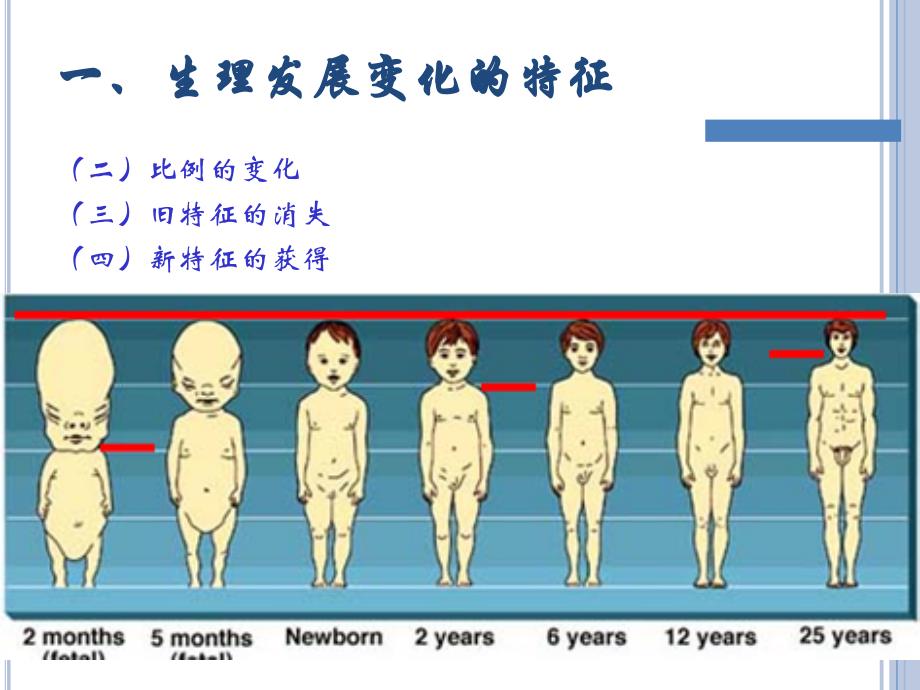 神经系统发育_第3页