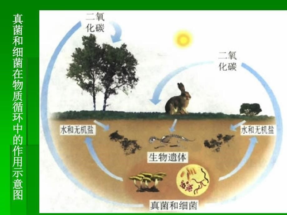 细菌和真菌对自然界的作用_第5页