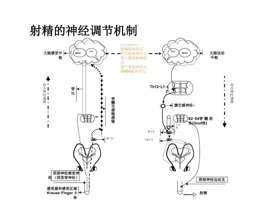 前列腺炎与性功能障碍张志超_第5页