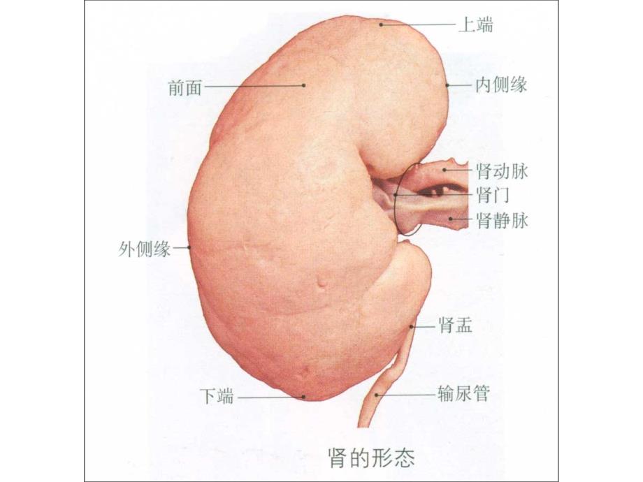 泌尿生殖系统图片_第2页