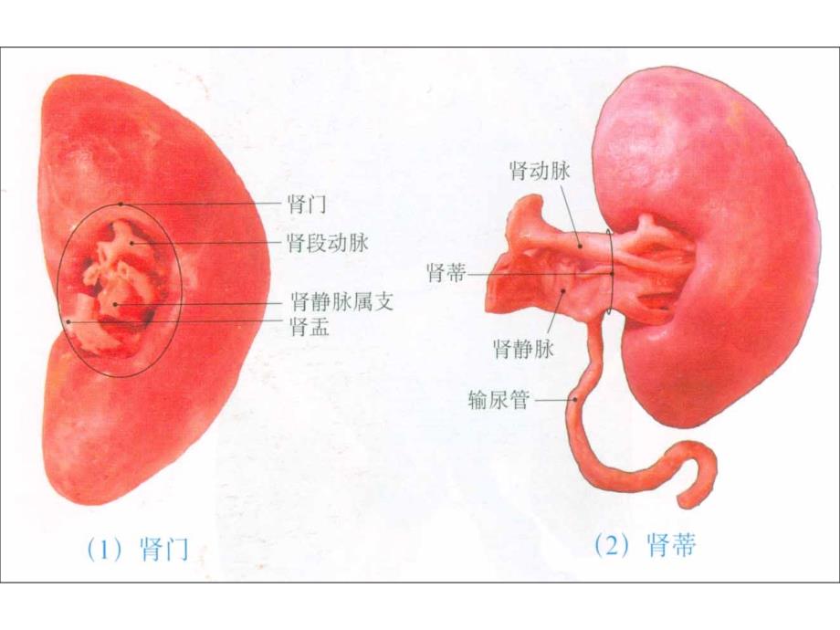 泌尿生殖系统图片_第3页