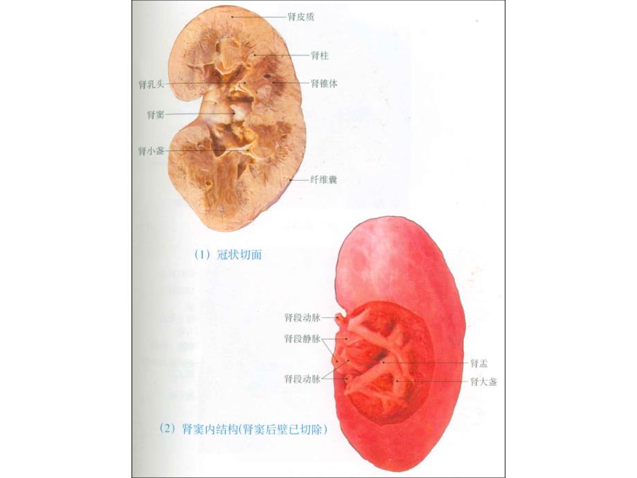 泌尿生殖系统图片_第4页