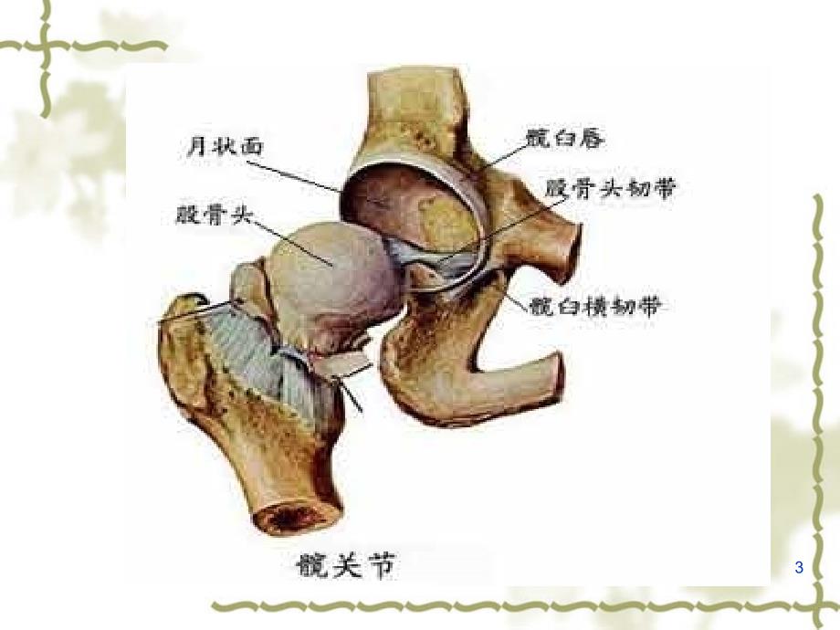 图解髋关节置换术_第3页