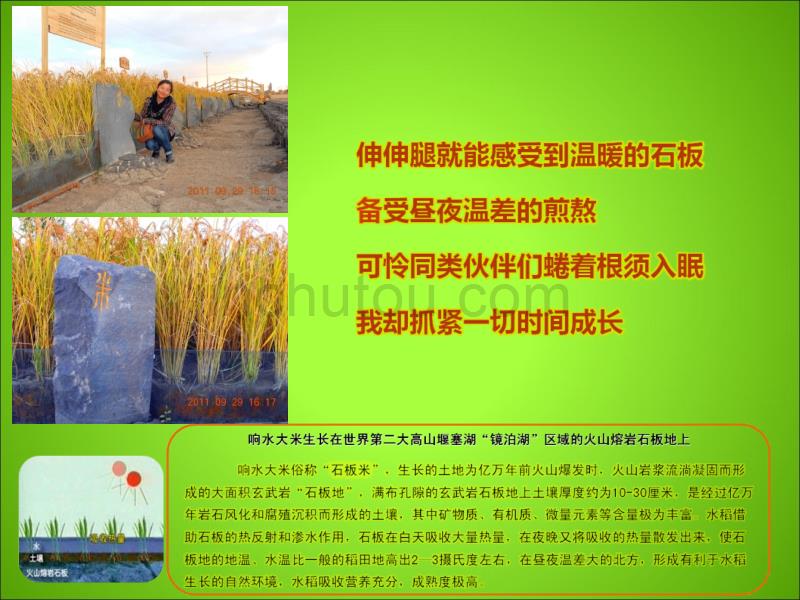 响水大米,黑龙江特产,响水大米团购_第1页