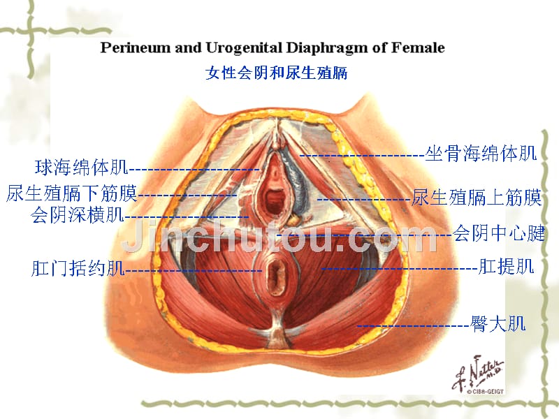 盆底功能康复技术授课幻灯片_第5页