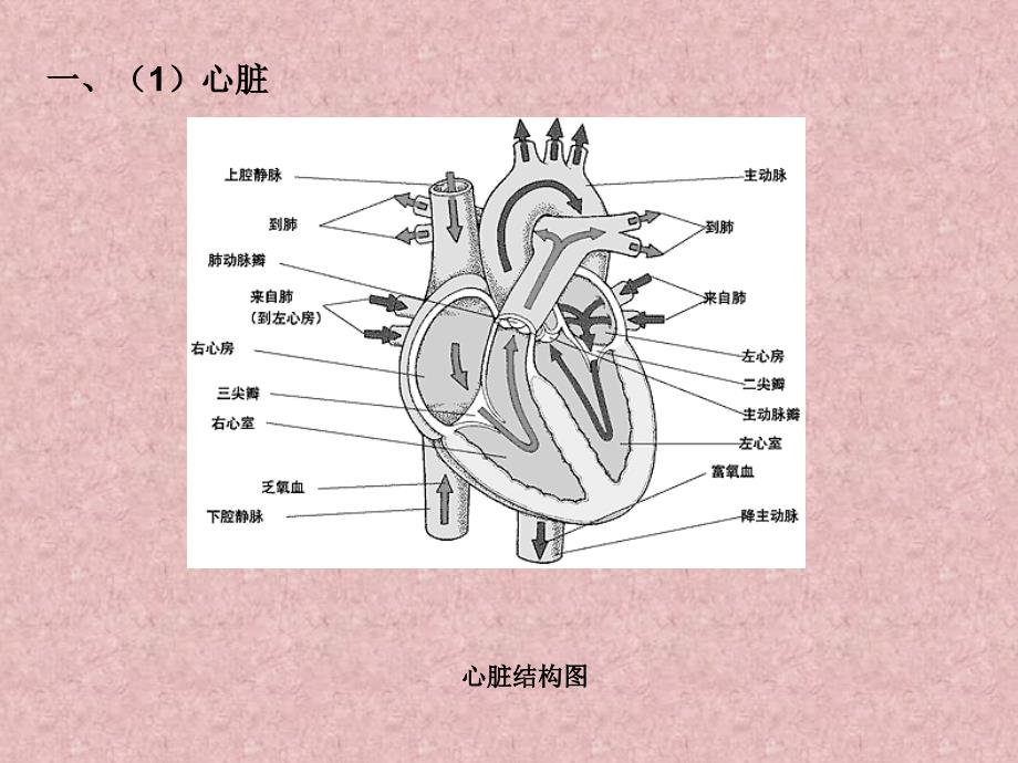 人体循环系统_第3页