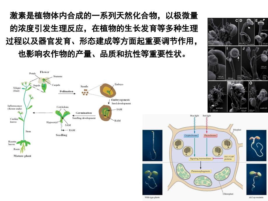 植物激素的作用机理_第2页