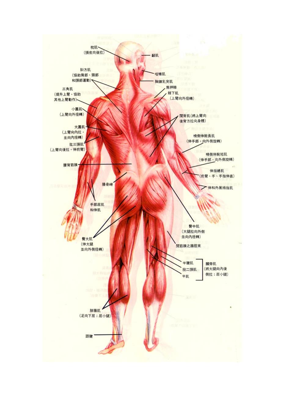 人体部位及肌肉英汉对照_第1页