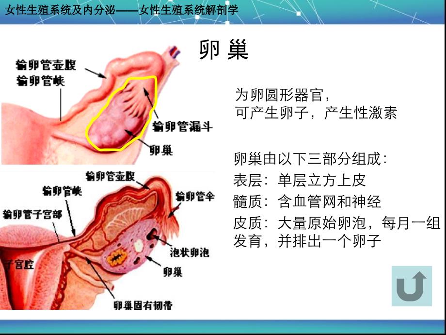 女性生殖、内分泌及 辅助生殖(通用版)_第4页