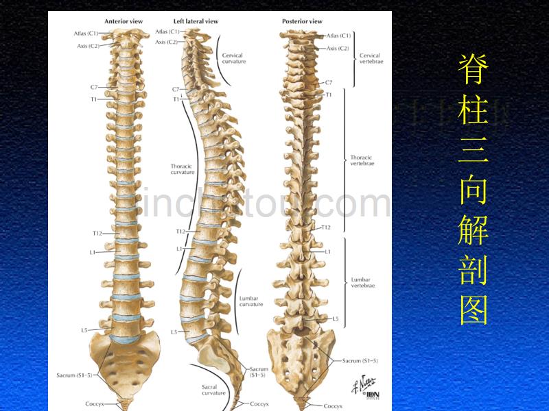 椎间盘突出症的诊断与治疗_第4页