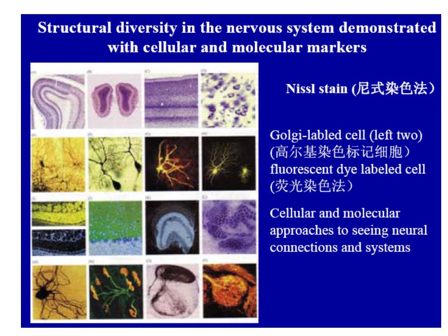 神经生物学-3 神经元和神经胶质细胞_第3页