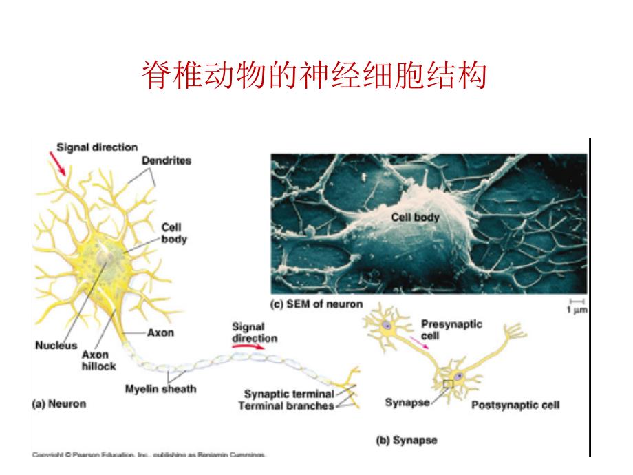 神经生物学-3 神经元和神经胶质细胞_第4页