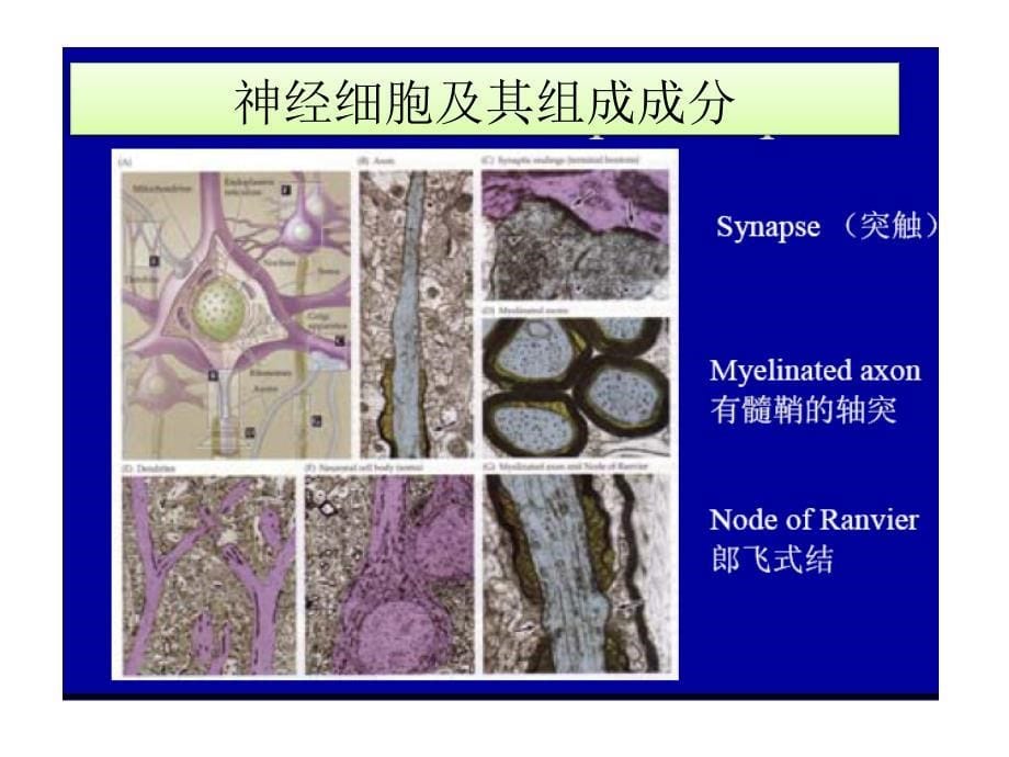 神经生物学-3 神经元和神经胶质细胞_第5页