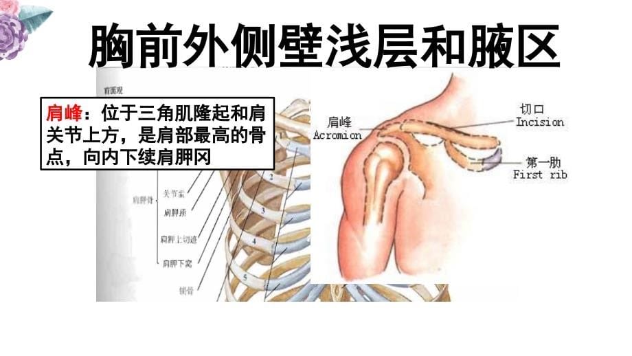 局部解剖学 上肢1(胸前外侧壁浅层和腋区)_第5页