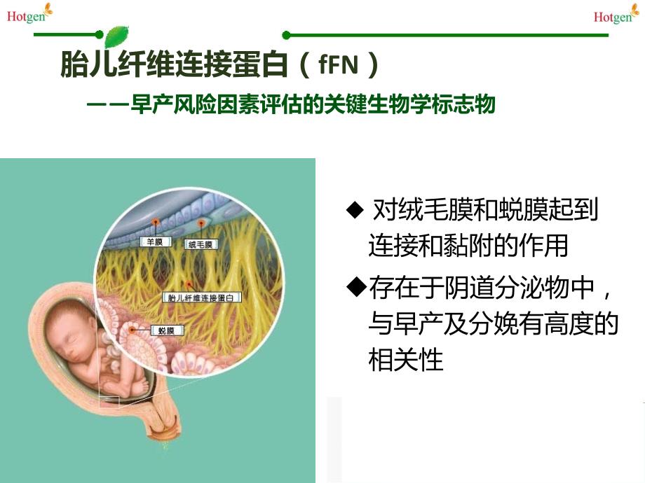 胎儿纤维连接蛋白(fFN)在产科的管理应用_第4页