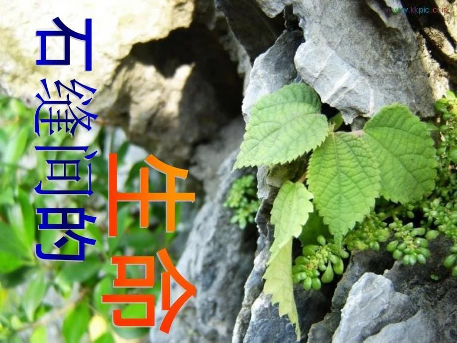 2015年秋六年级语文上册 第一单元 4《石缝间的生命》课件 鲁教版五四制_第5页