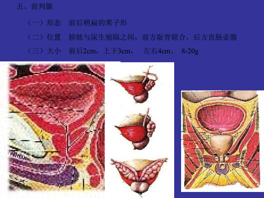 前列腺增生及护理_第3页