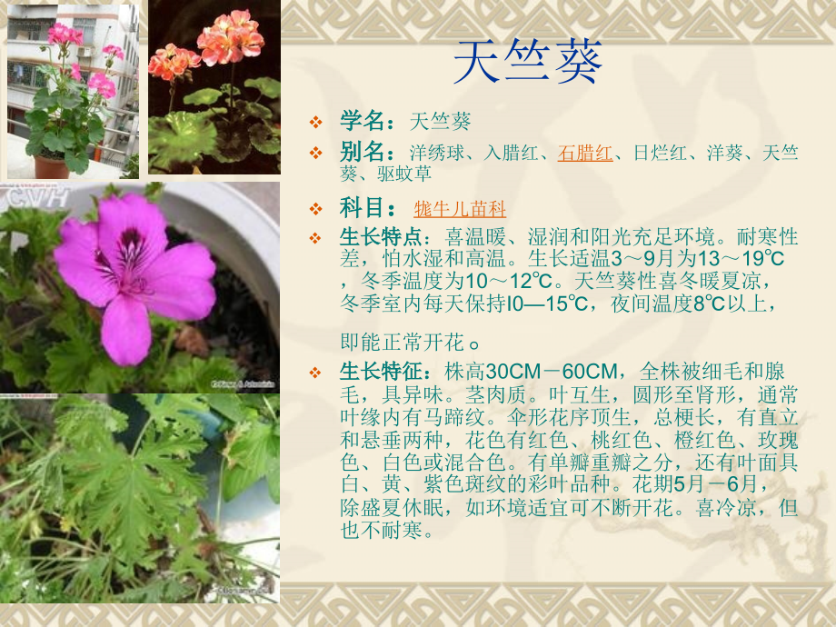 植物绿化与室内内庭_第4页