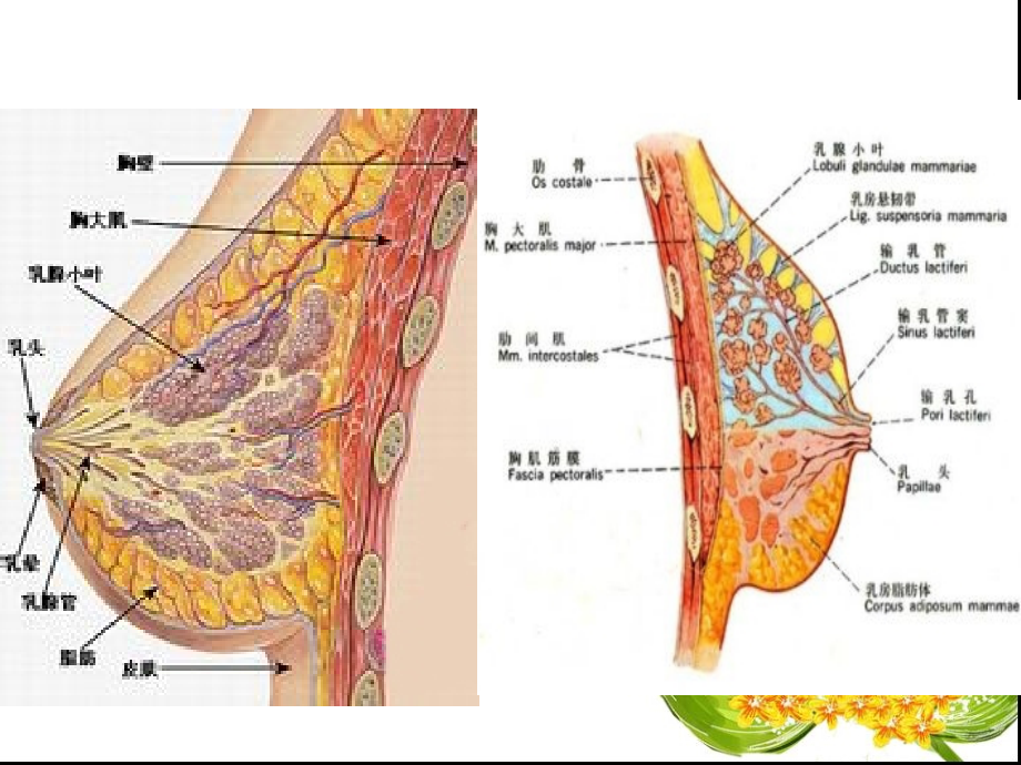 乳腺影像诊断_第3页