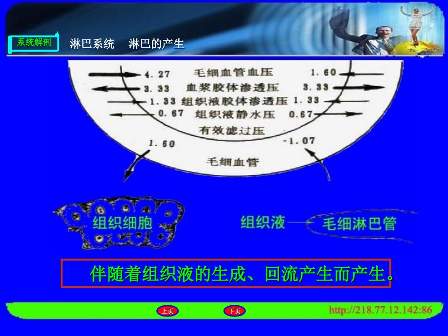 临床医学 人体解剖淋巴系统_第4页