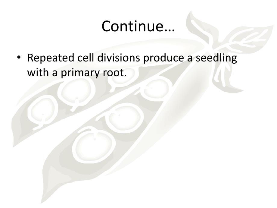 植物学及园艺学英文版 botany and horticulture (31)_第3页