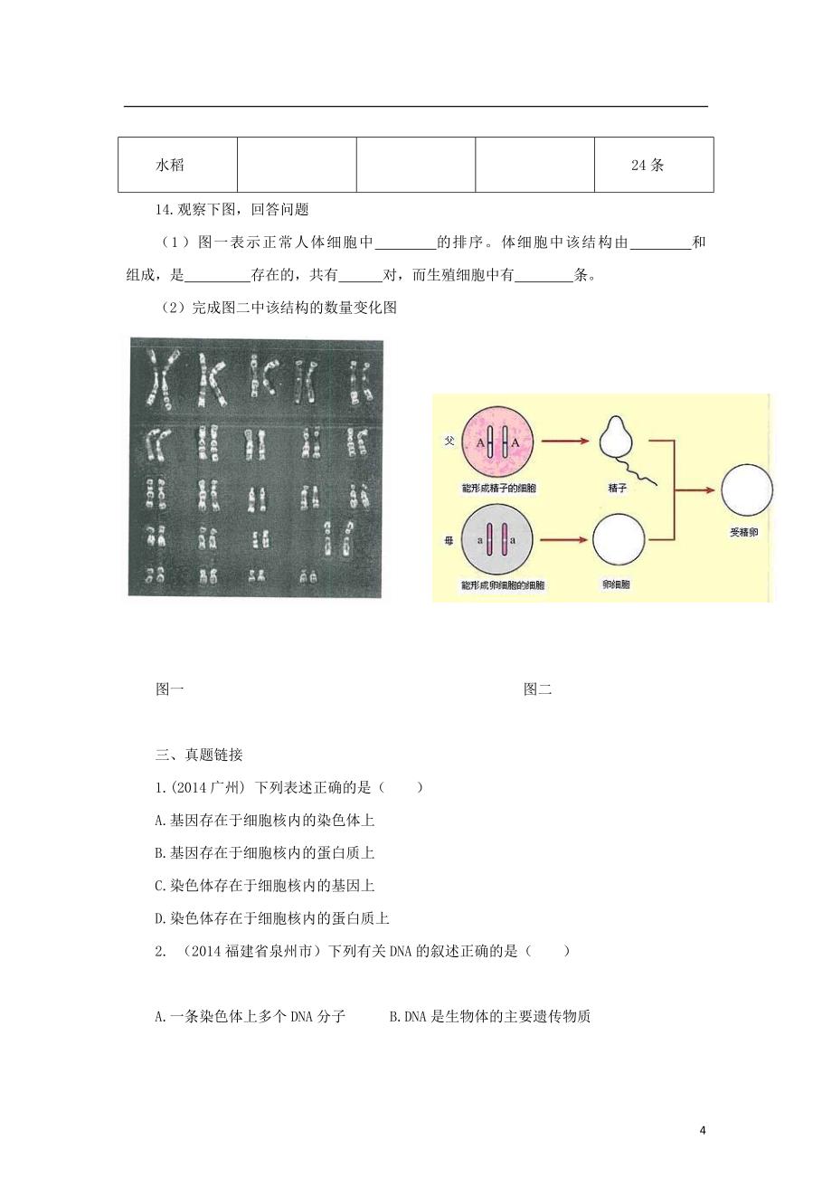 八年级生物下册7.2.2基因在亲子代间的传递练习新版新人教版20170810142_第4页