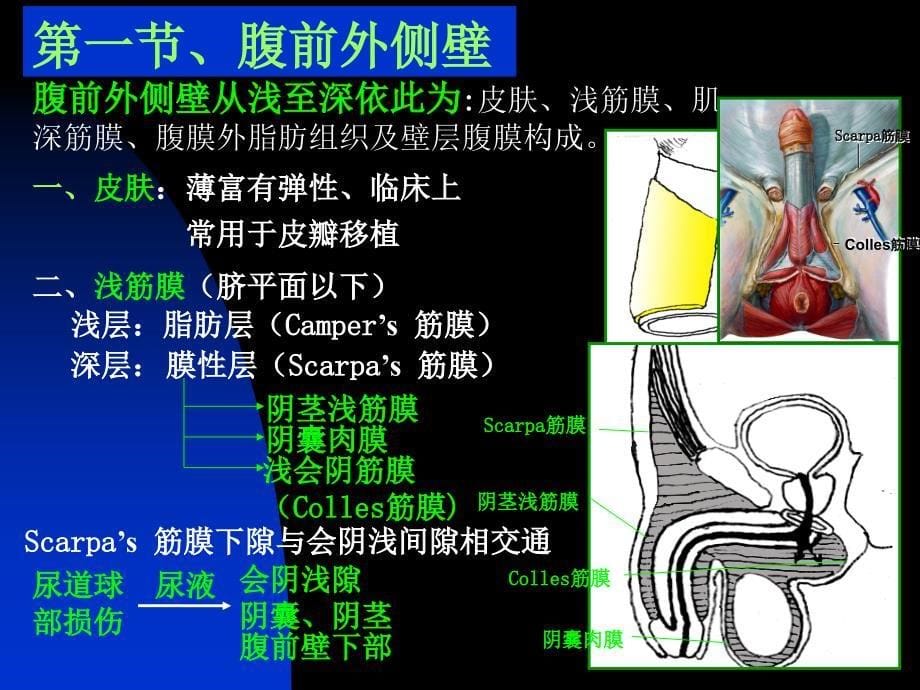 腹部理论及操作_第5页