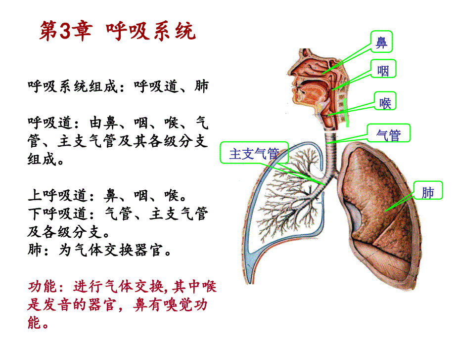 系统解剖学第4章 呼吸系统_第4页