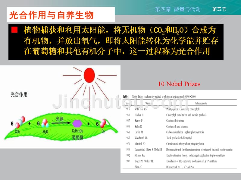 南京农业大学生命科学导论chapter4_第4页