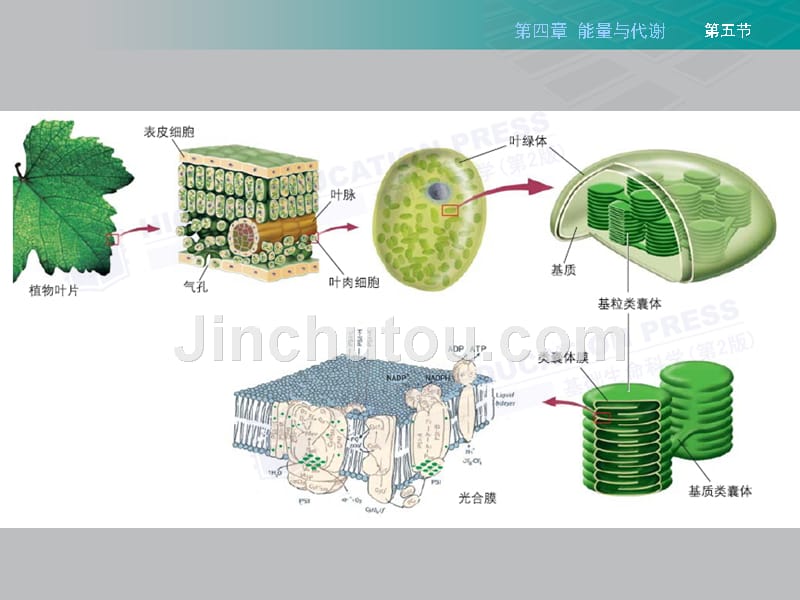 南京农业大学生命科学导论chapter4_第5页