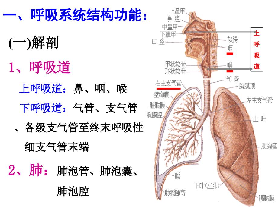 内科护理学_课程课件_1.呼吸系统总论_第4页