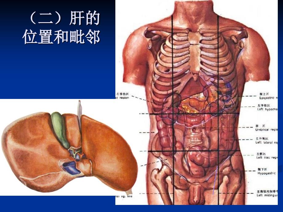 人体解剖学 第三章 消化系统-消化腺_第3页