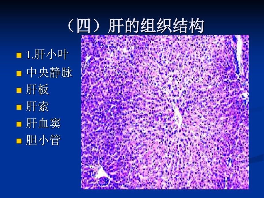 人体解剖学 第三章 消化系统-消化腺_第5页