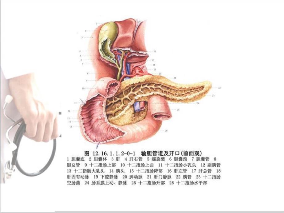 胆总管十二指肠吻合术_第4页