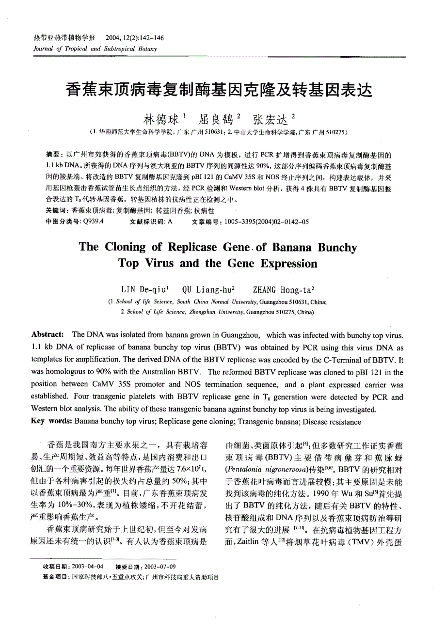 香蕉束顶病毒复制酶基因克隆及转基因表达_第1页