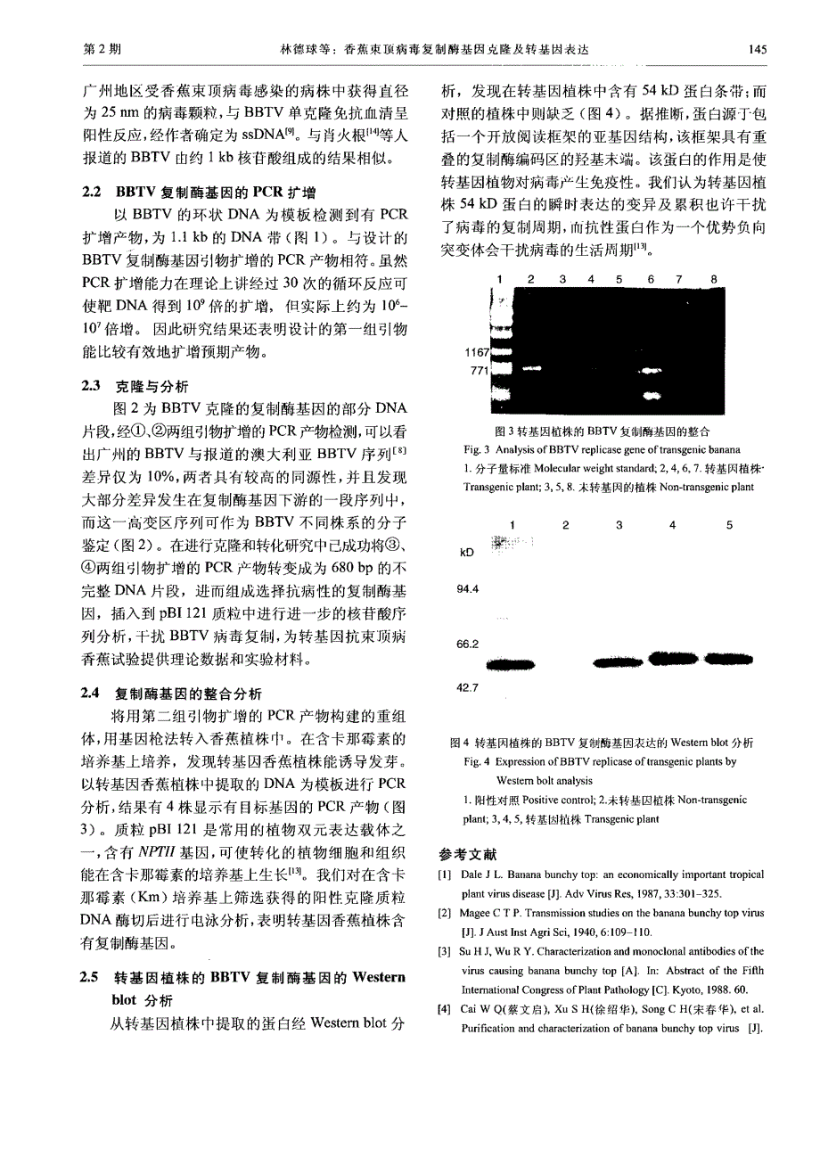 香蕉束顶病毒复制酶基因克隆及转基因表达_第4页