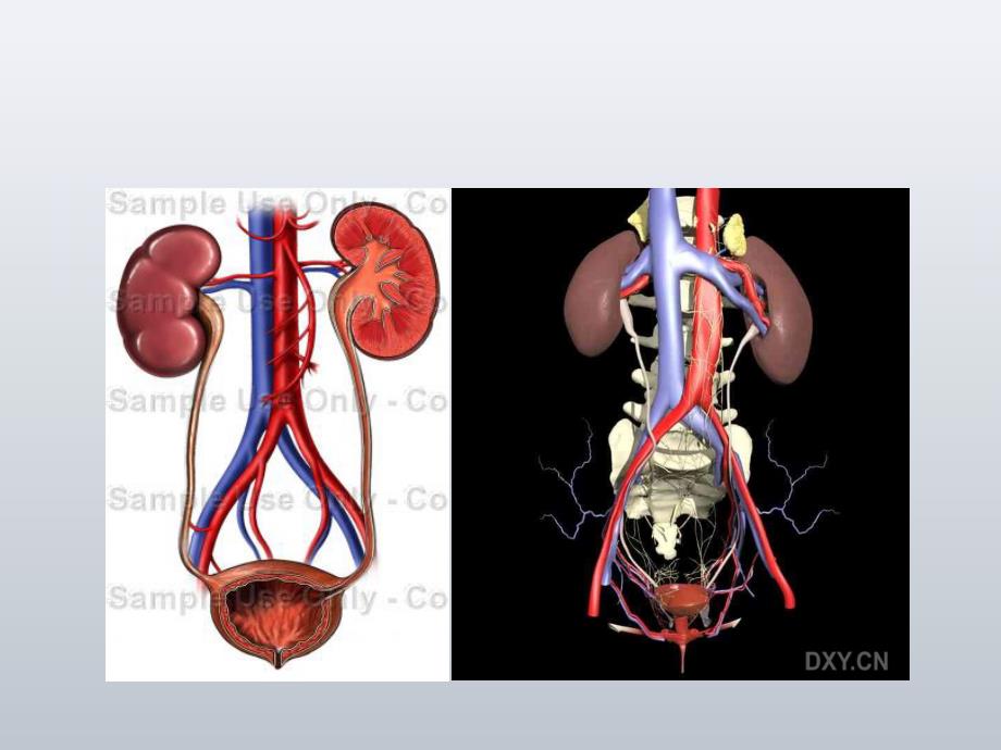 泌尿男生殖系统其他疾病讲课完整版_第3页