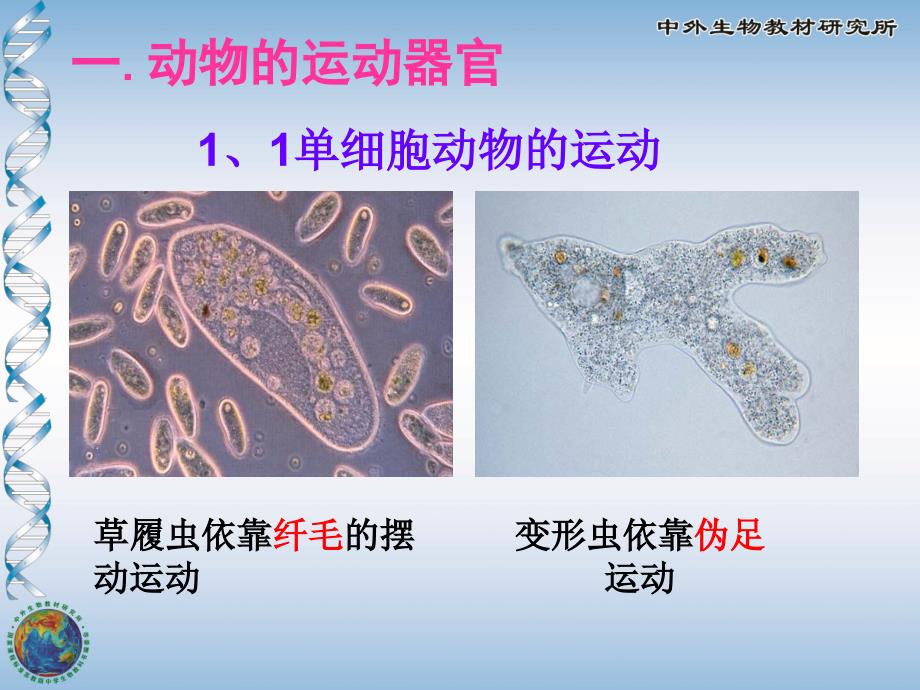 动物运动的形式_第3页