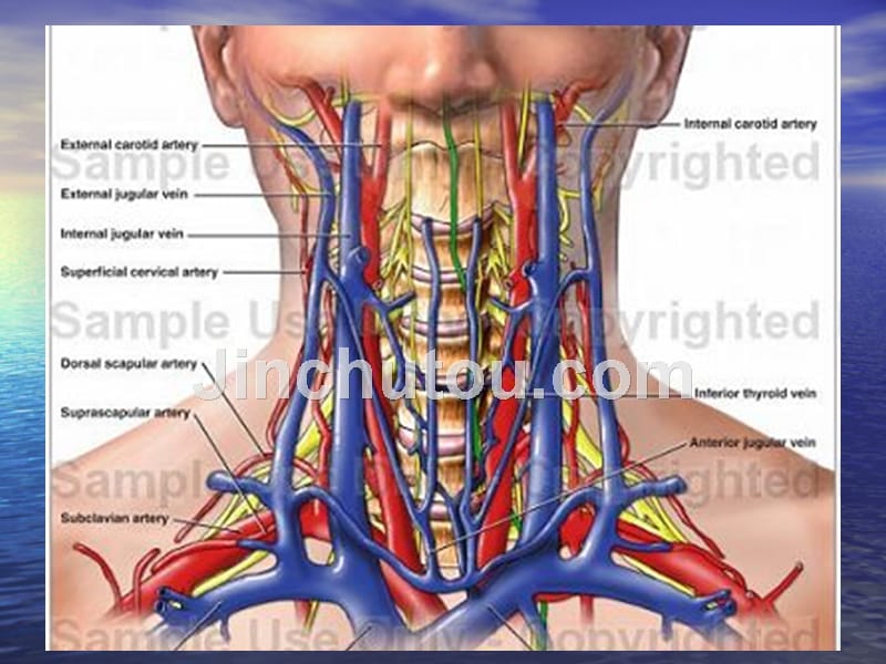 深静脉(锁骨下和颈静脉)穿刺置管术_第5页