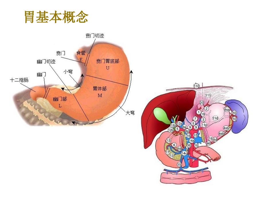 胃科常见术式及消化道重建方式_第4页