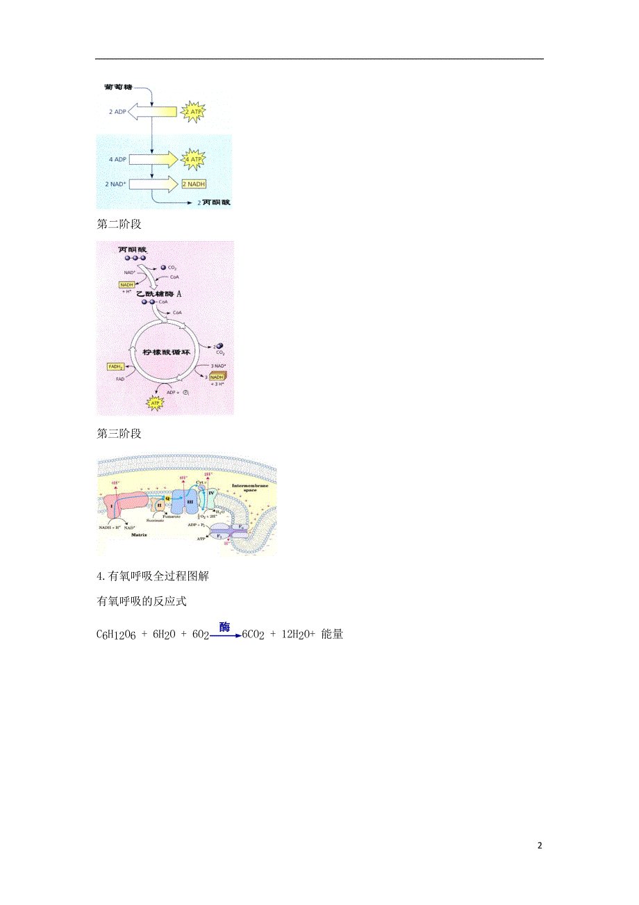 北京市第四中学2017届高考生物专题复习3细胞呼吸一有氧呼吸学案20170817167_第2页