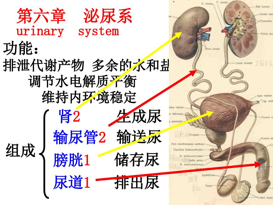 人体解剖学泌尿系统_第3页