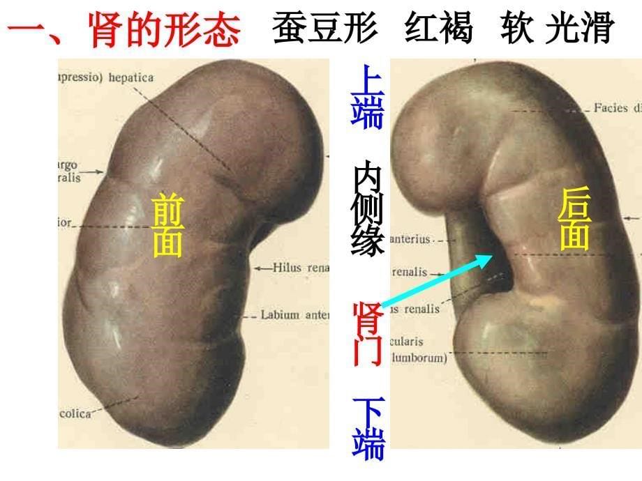 人体解剖学泌尿系统_第5页